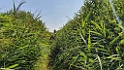 KNNV excursie Haaksbergerveen [01057] 24-jul-2022 (Haaksbergerveen, Haaksbergen)